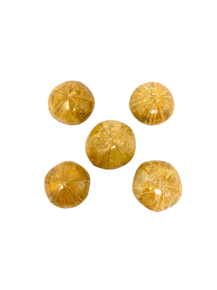 Fossilized Sand Dollar