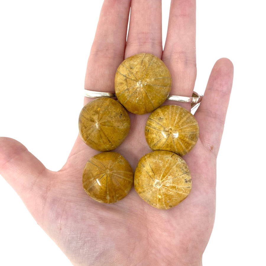 Image of Freedom Rocks Freedom Rocks Fossilized Sand Dollar
