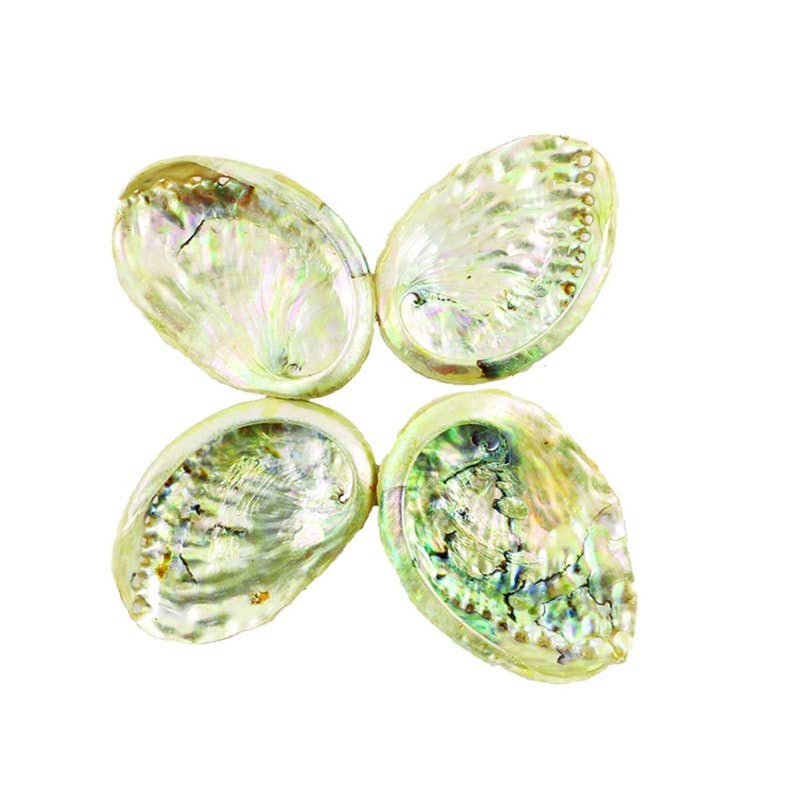 Threaded Abalone Shells (3-4 in.)